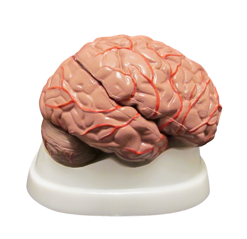 Budget Brain Model with Arteries (8 part)