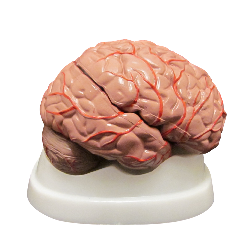Brain models for schools