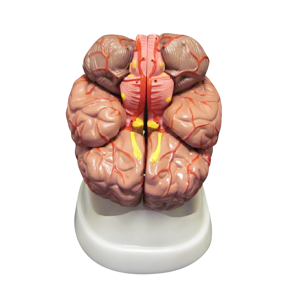 Budget Brain Model with Arteries (8 part)