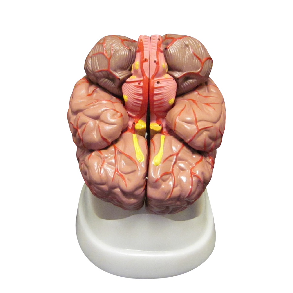 Budget Brain Model with Arteries (8 part)
