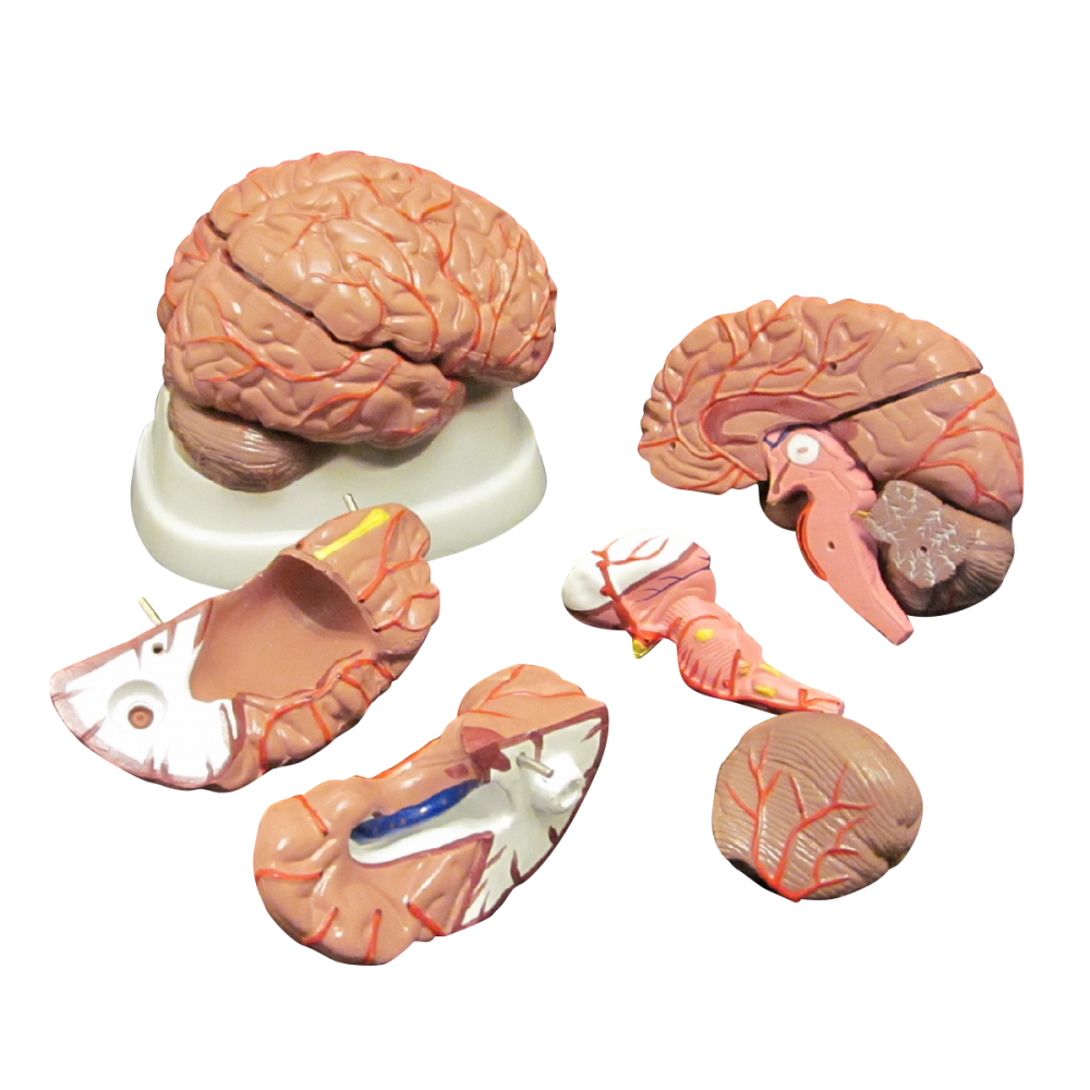 Brain Anatomy Collection