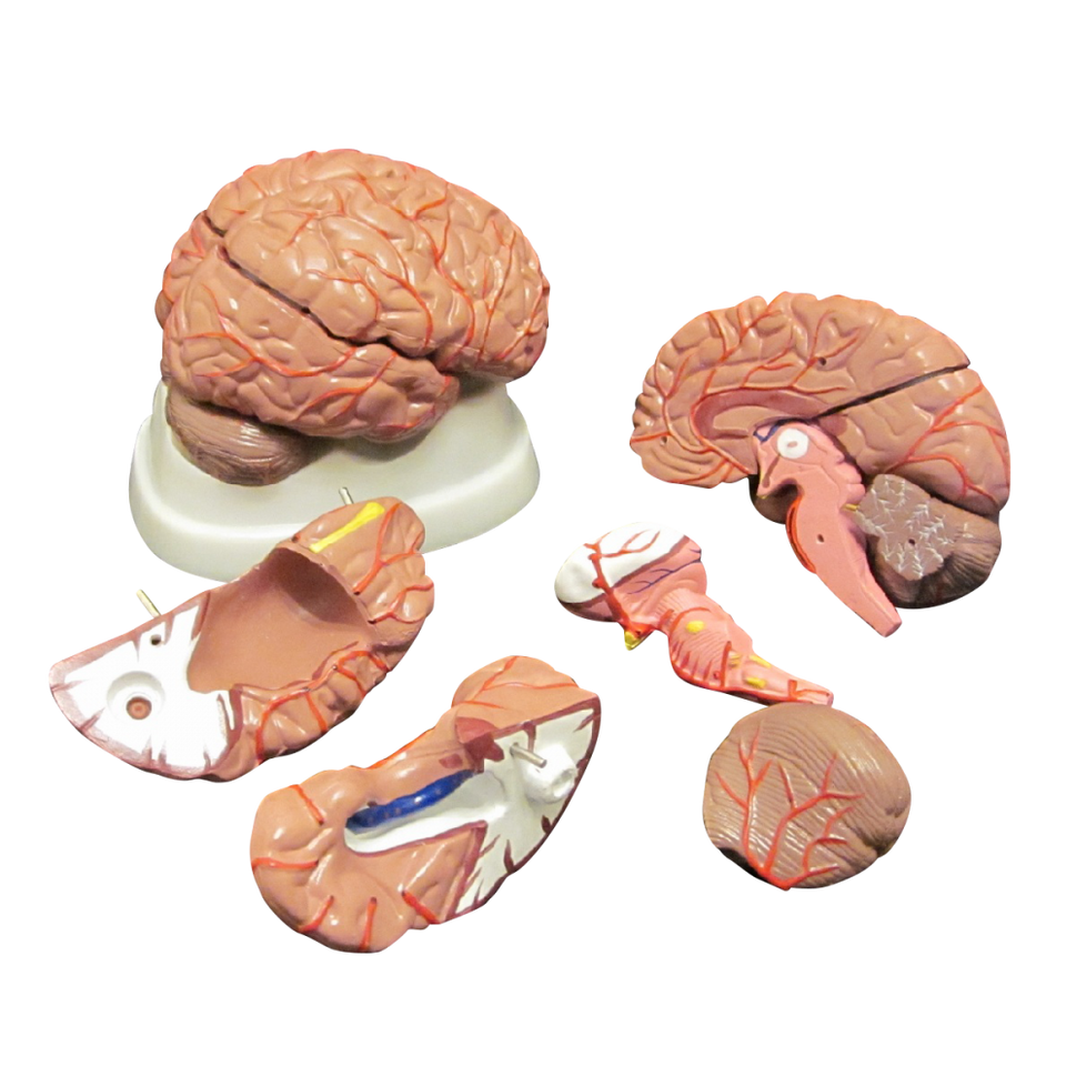 Brain Anatomy Collection