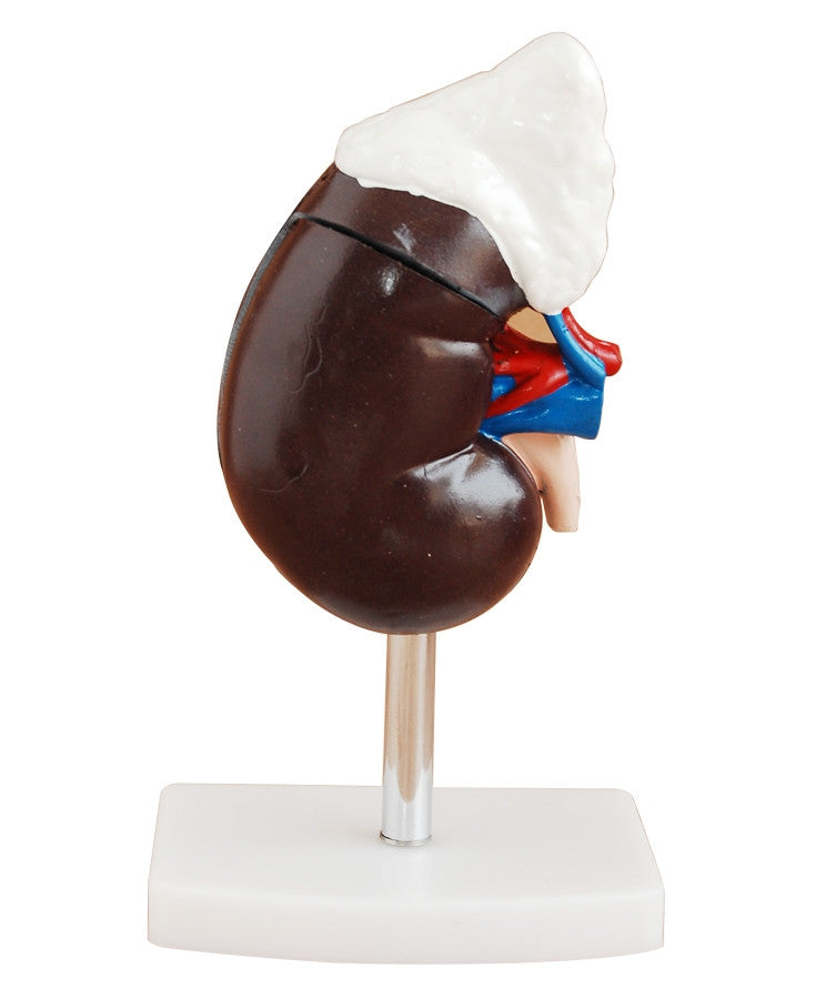 Budget Kidney Model with Adrenal Gland (2 Part)