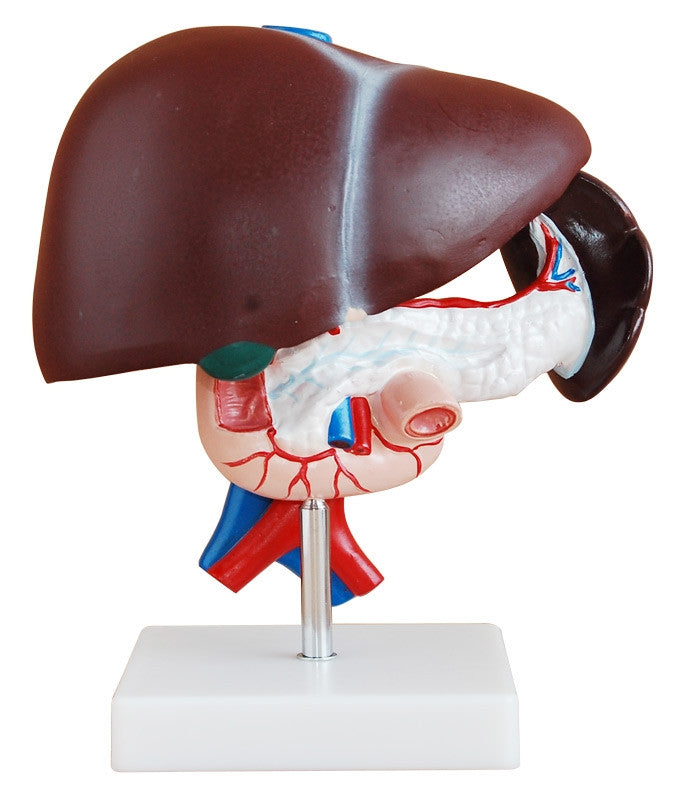 Budget Liver, Pancreas and Duodenum Model (3 part)