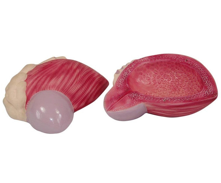 Male Bladder and Prostate Model (2 Part)