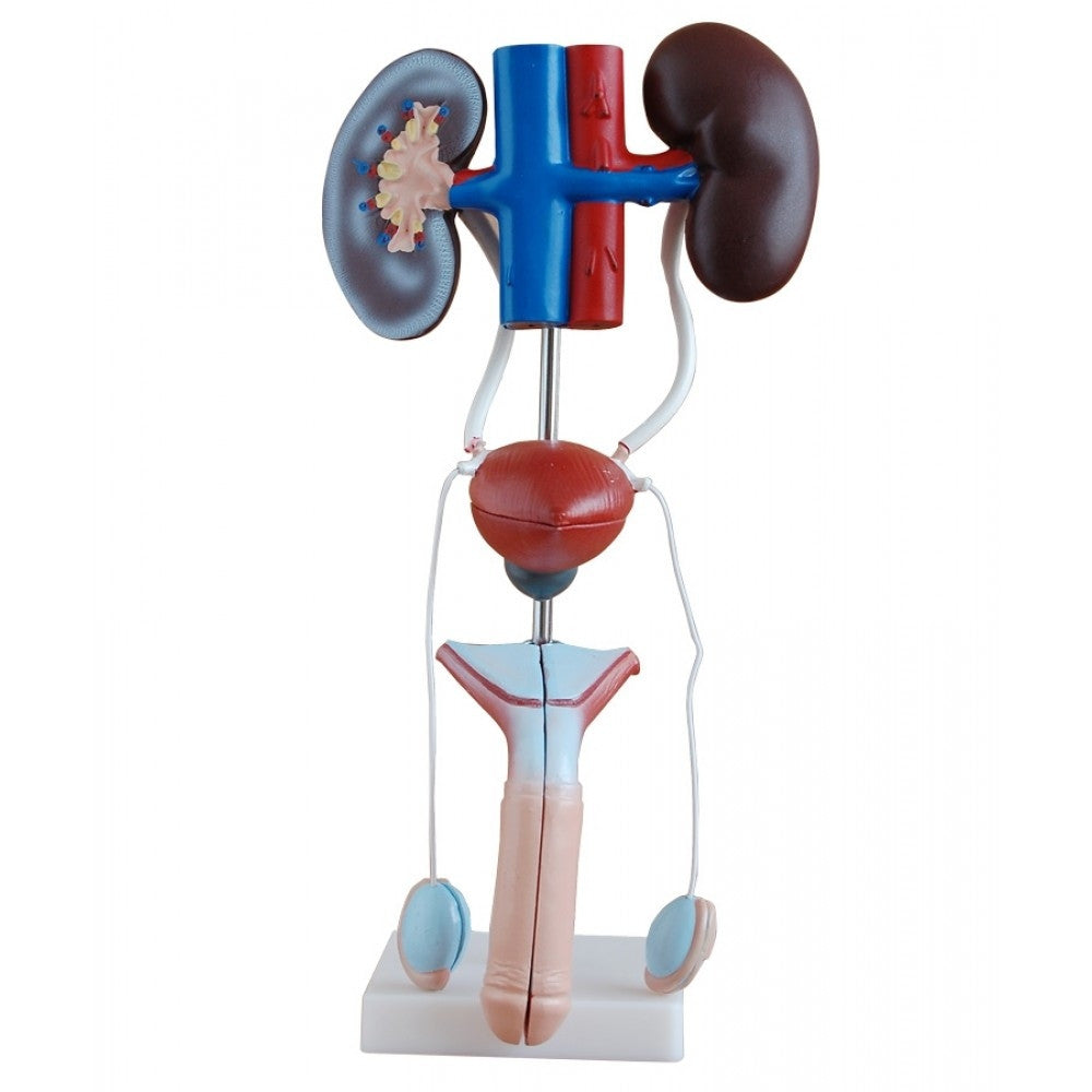 Urinary System Anatomy Collection