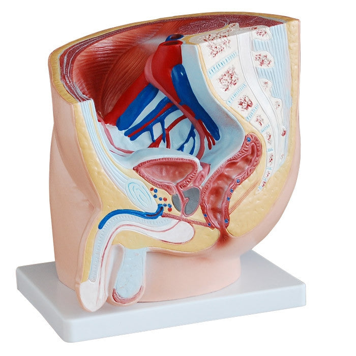 Budget Male Pelvis Section Model
