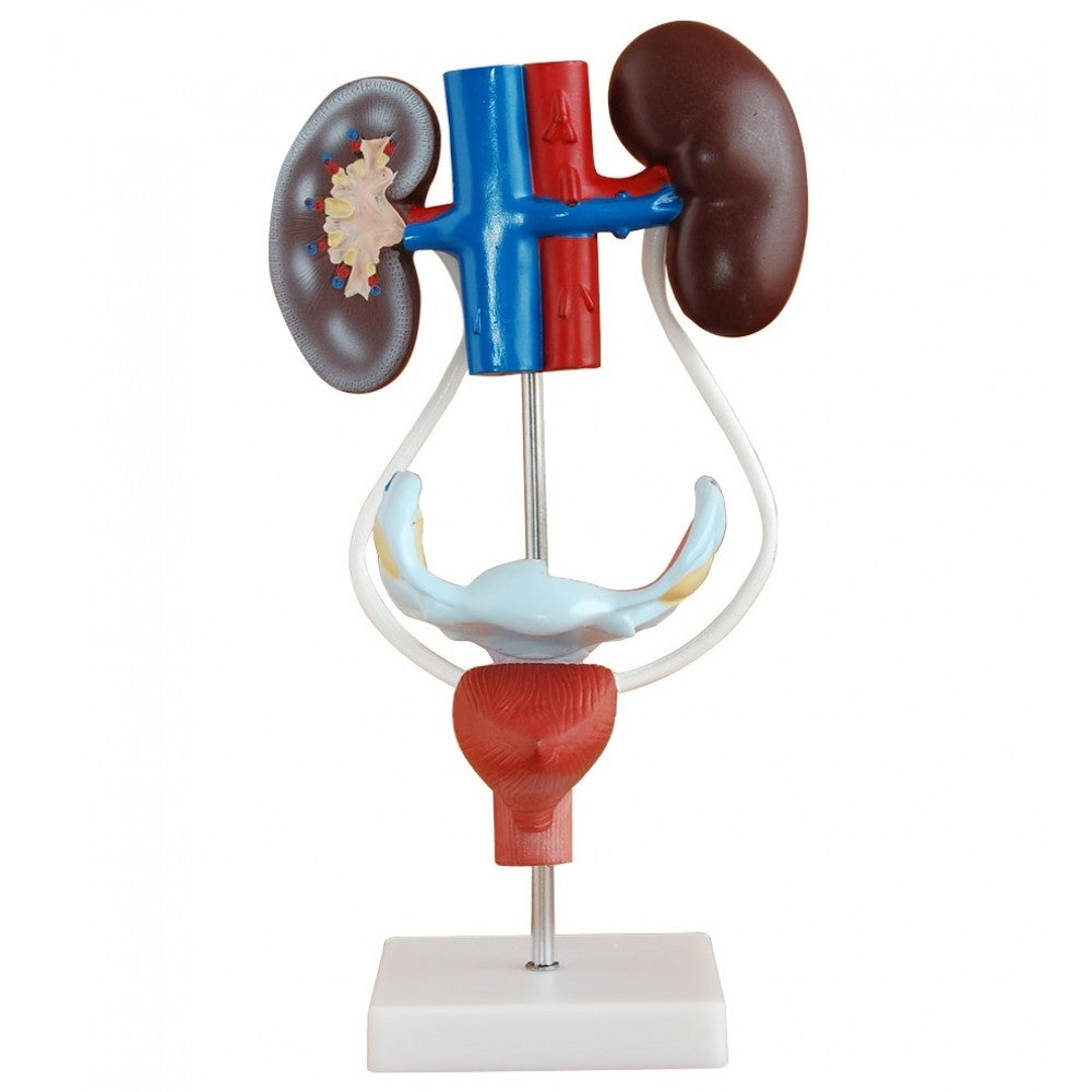 Urinary System Anatomy Collection