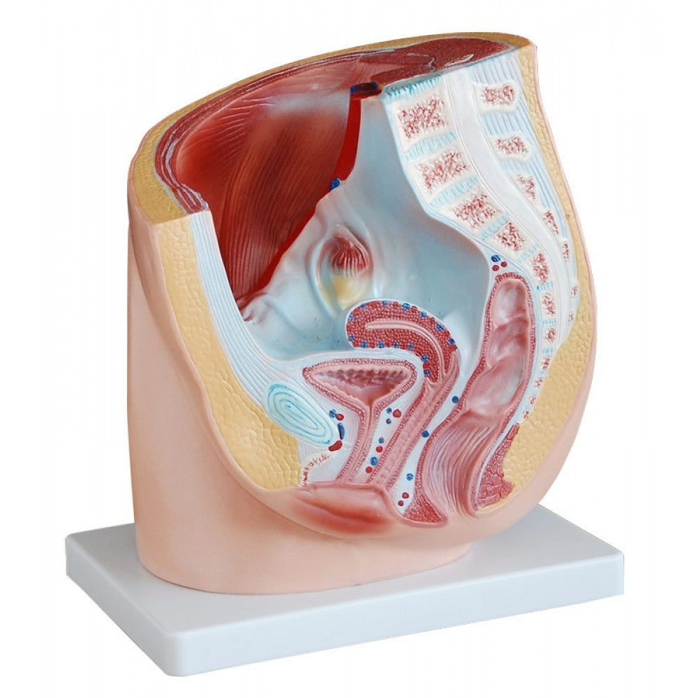 Pelvic Floor Anatomy Collection