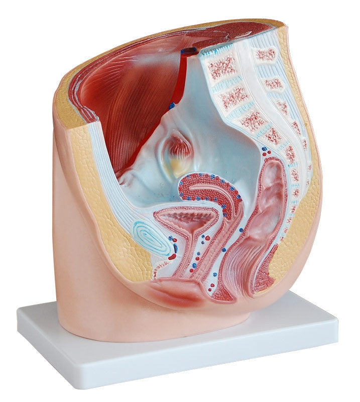 Budget Female Pelvis Section Model