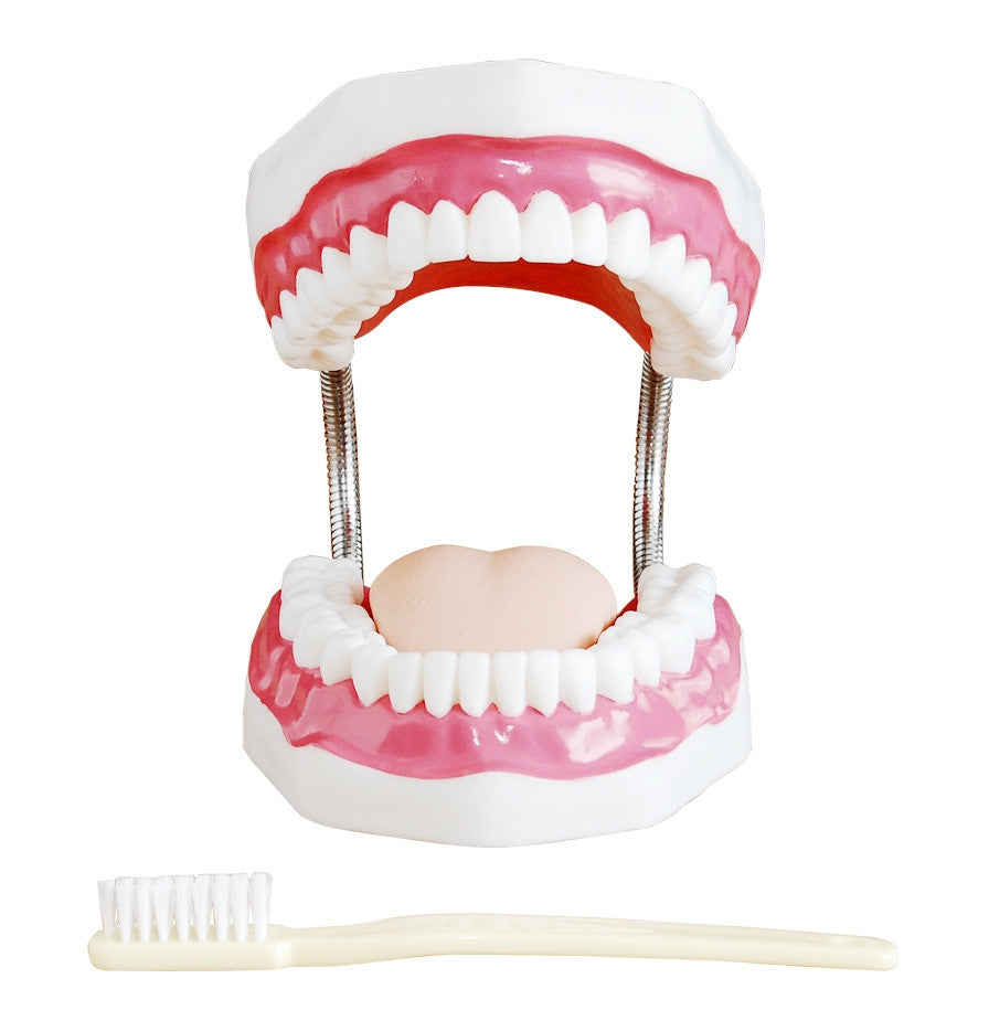 Dental Care Model with Tongue (3 times life size)