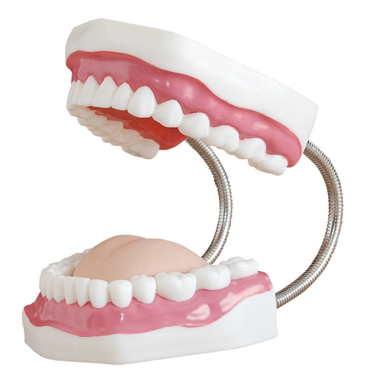 Dental Care Model with Tongue (3 times life size)