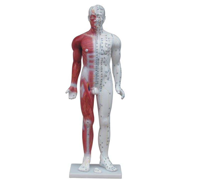 Acupuncture Model with Muscles