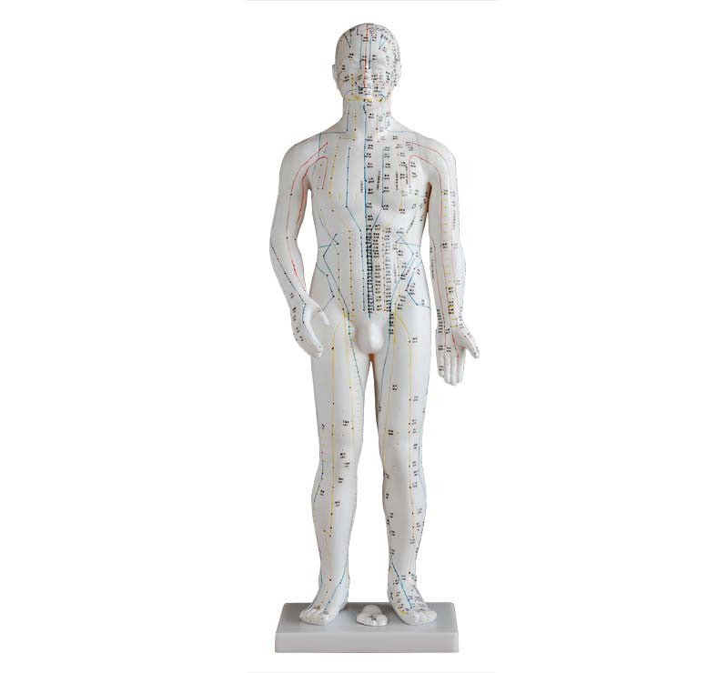 Male Acupuncture Model (70 cm tall)