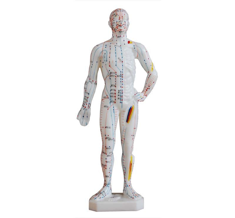 Mini Acupuncture Model (26 cm tall)
