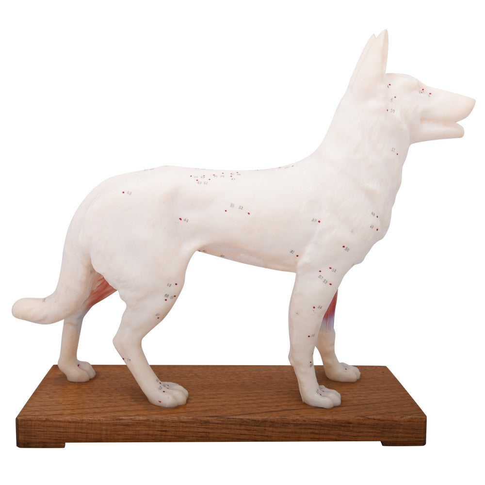 Dog Anatomy and Acupuncture Model