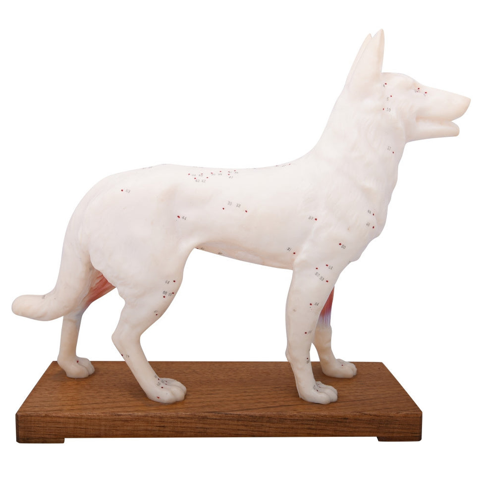Dog Anatomy and Acupuncture Model