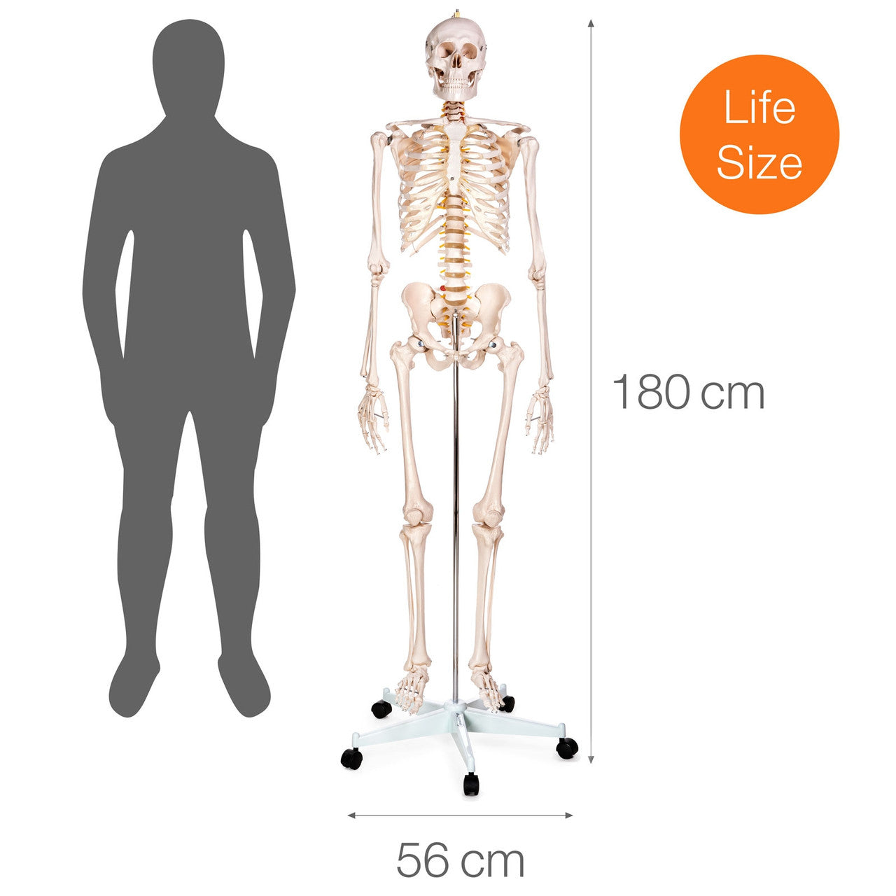 Budget Life-Size Skeleton Model