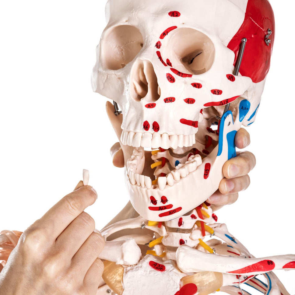 Budget Skeleton Model with Muscles and Ligaments
