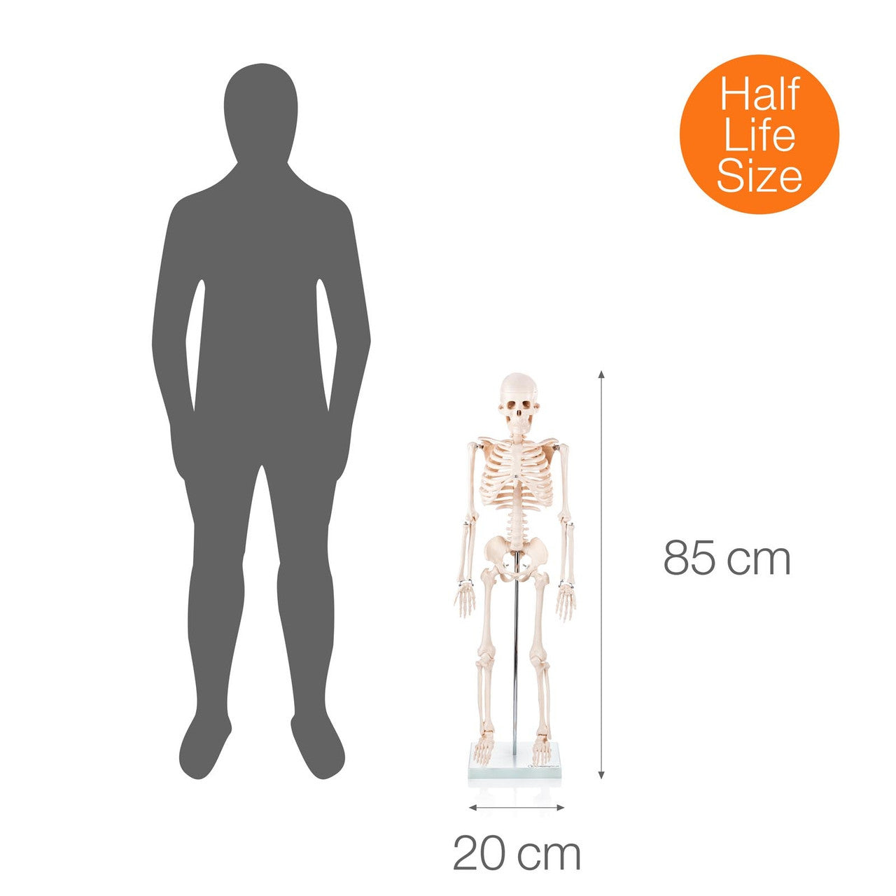 Half size skeleton anatomical model