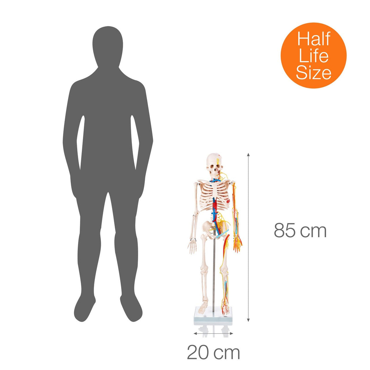 Budget Half Size Skeleton Model with Nerves and Blood Vessels