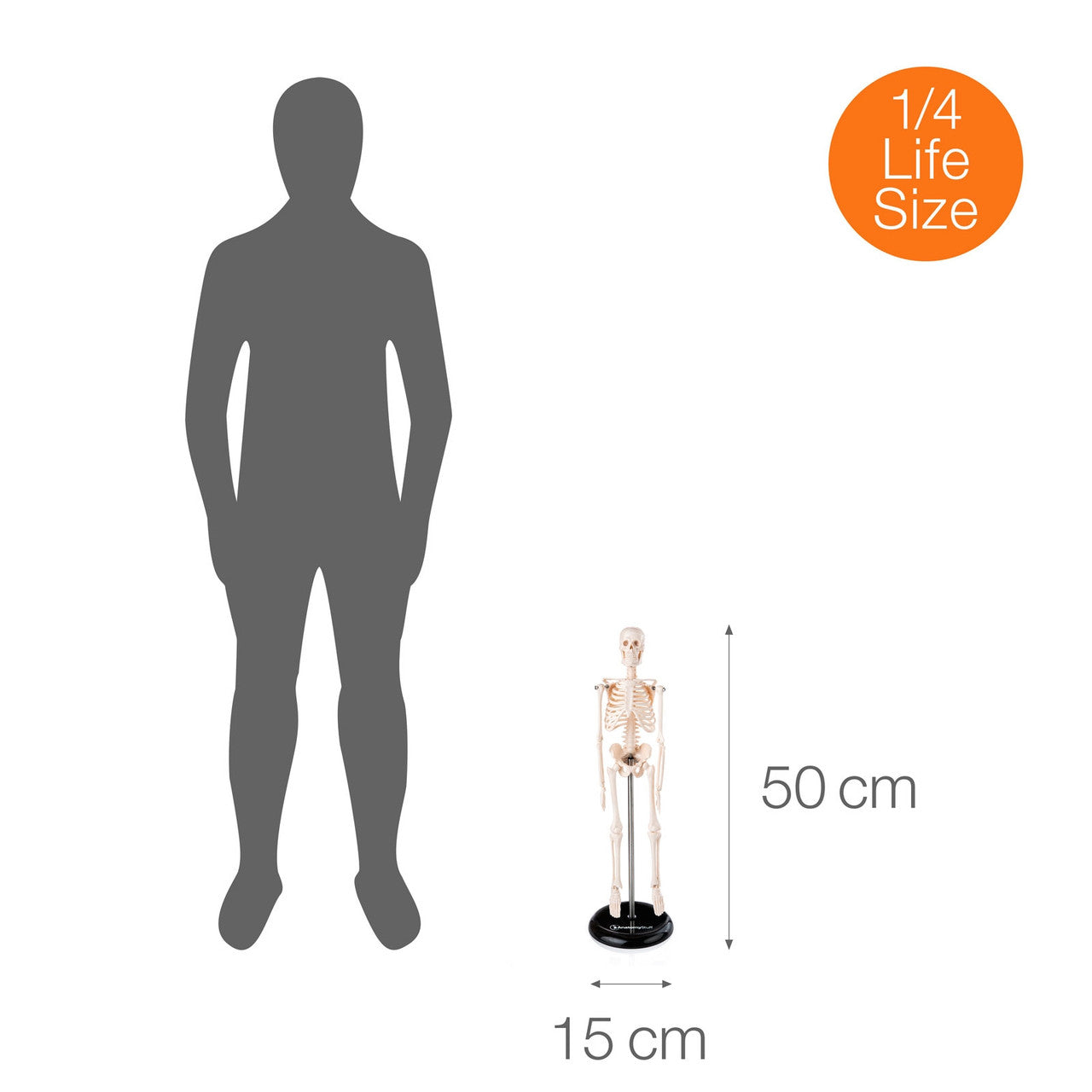 Budget Desktop Mini Skeleton Model