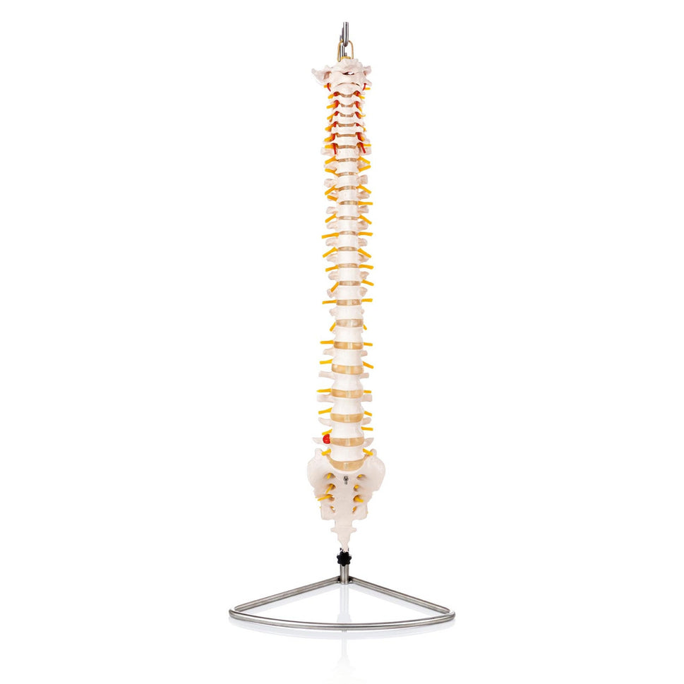 Budget Flexible Spine Model
