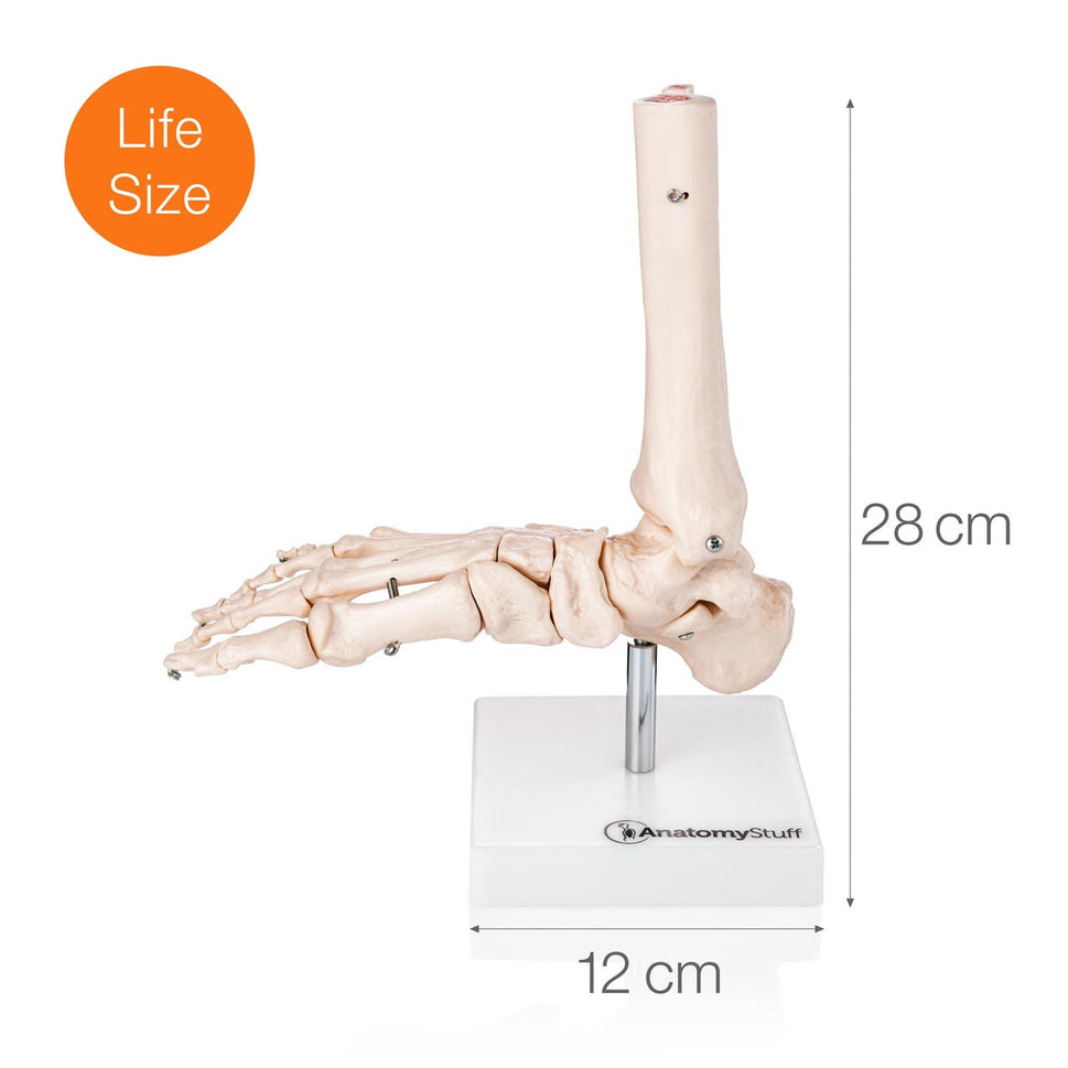 Budget Foot and Ankle Joint Model