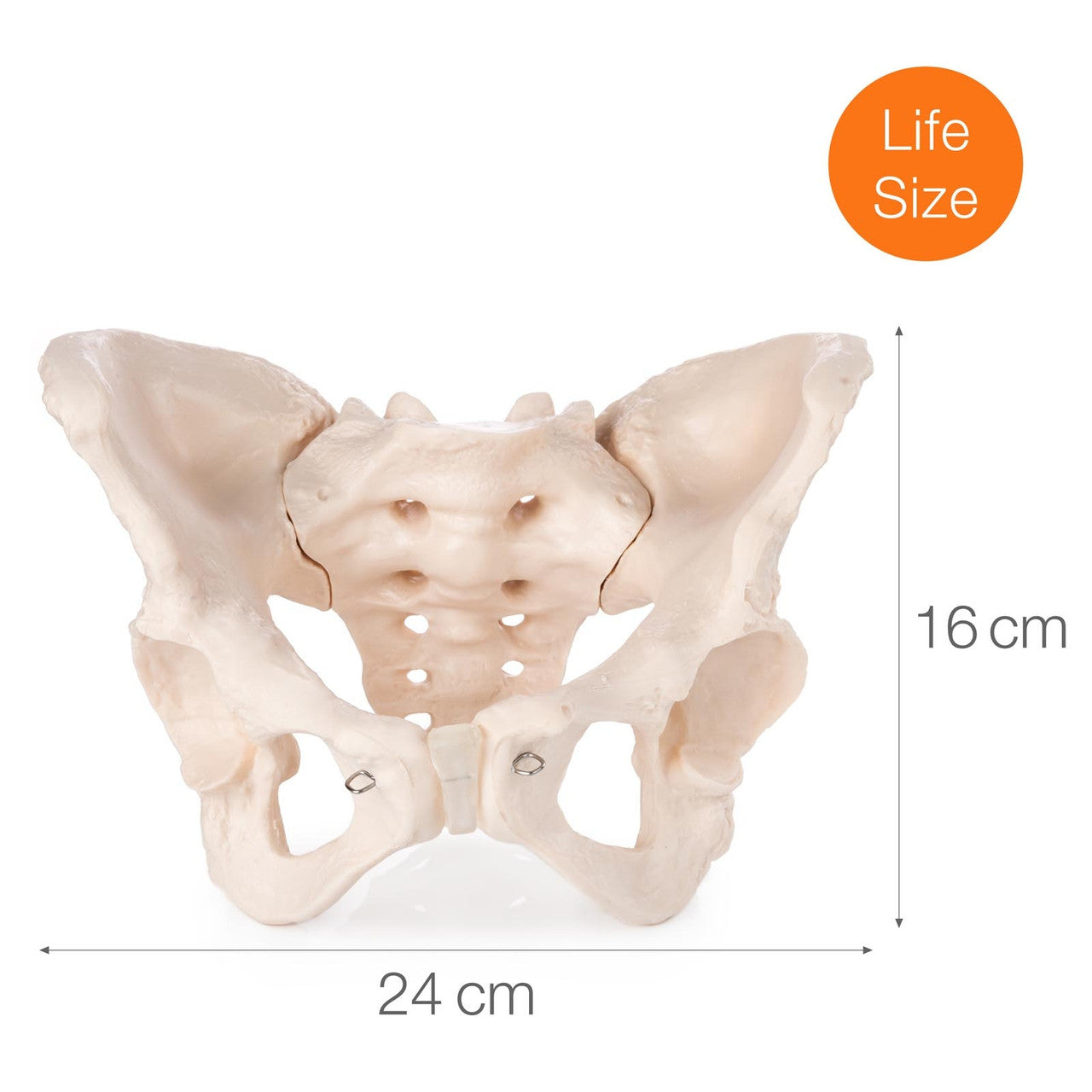 Full Size Female Pelvis