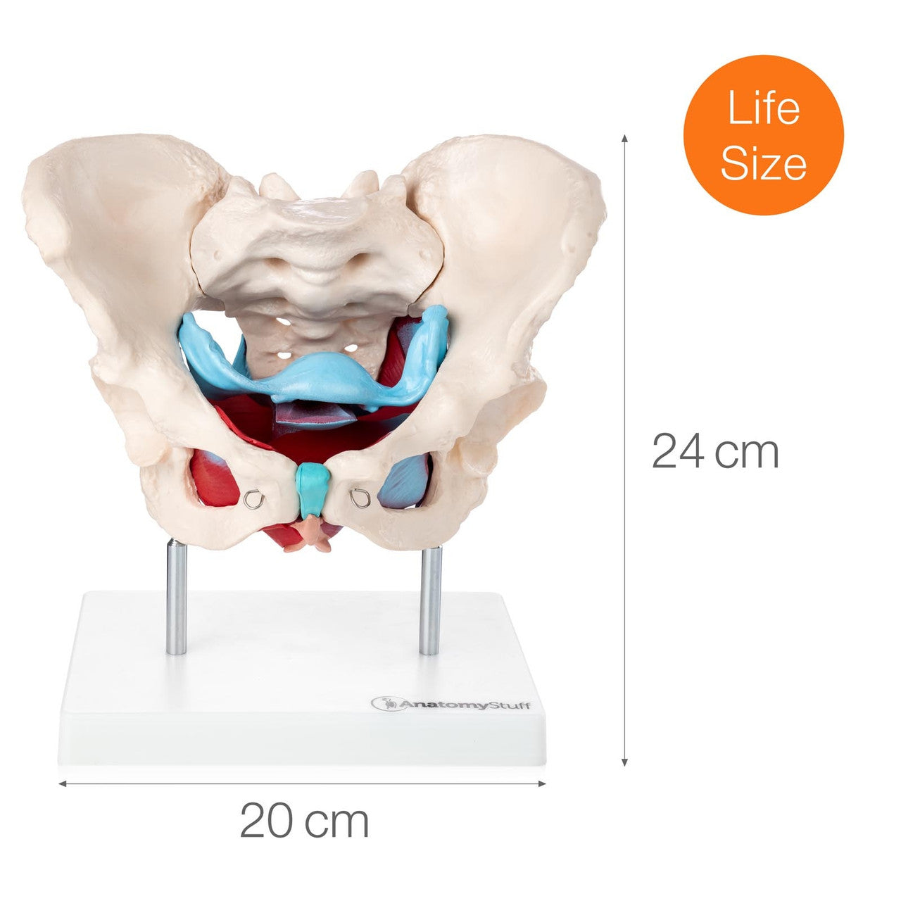 Budget Pelvis Model with Organs and Pelvic Floor Muscles