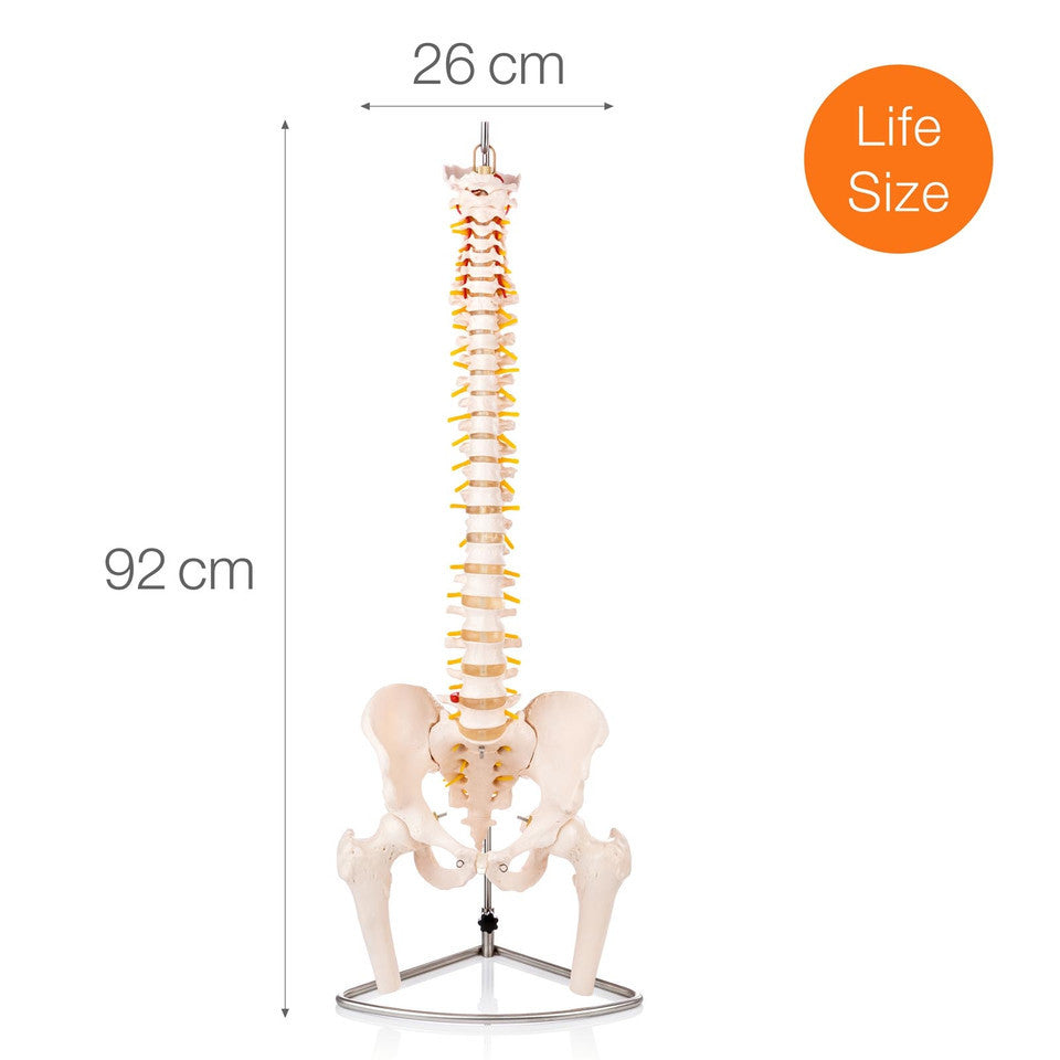 Replacement Spine Stands