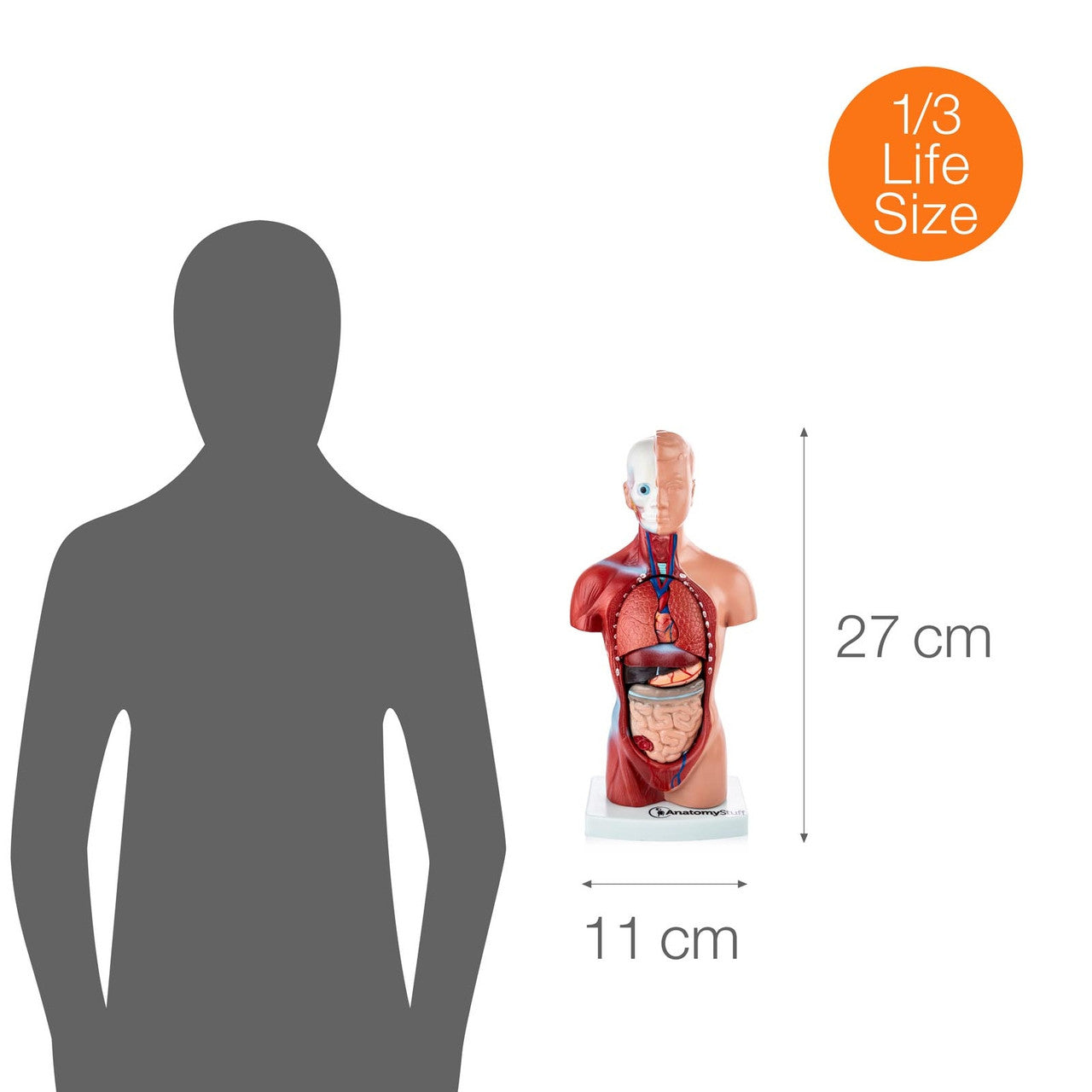 Budget Mini Torso Model (15 part)