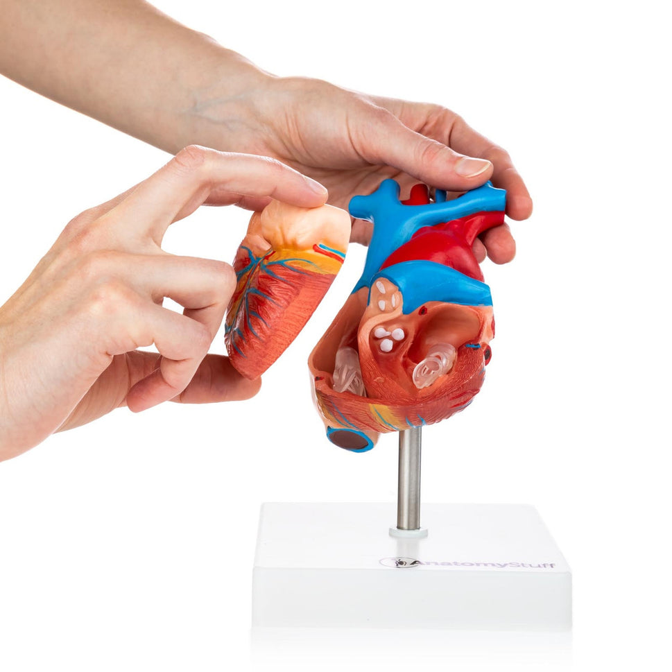Budget Heart Model (2 part)