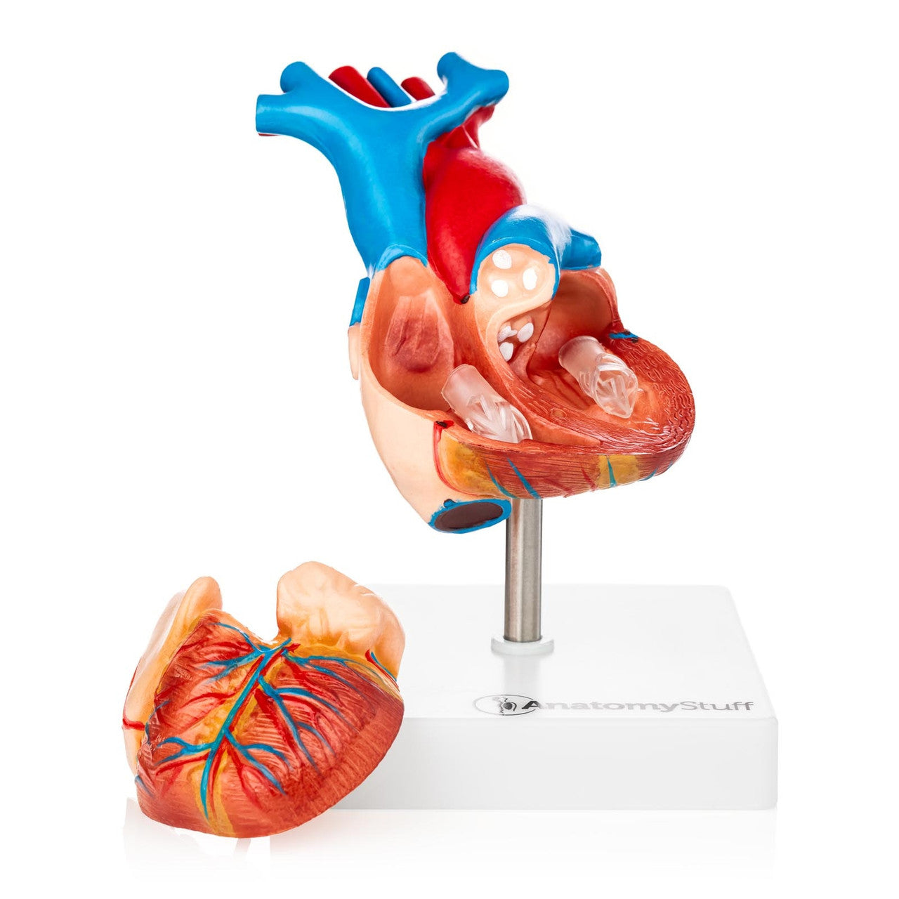 Internal Anatomy of Heart Model
