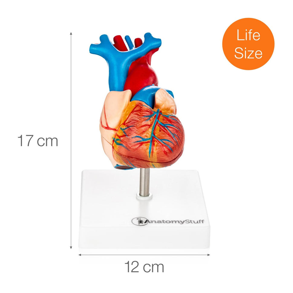 Budget Heart Model (2 part)