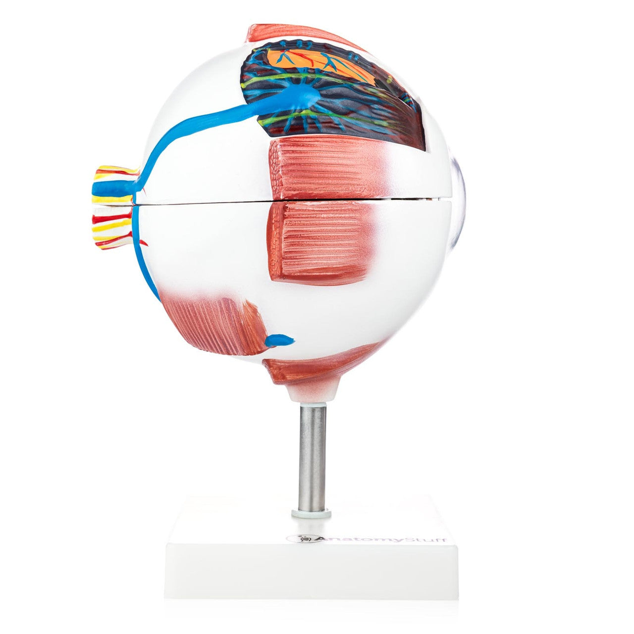Lateral View of Budget Giant Eye Model