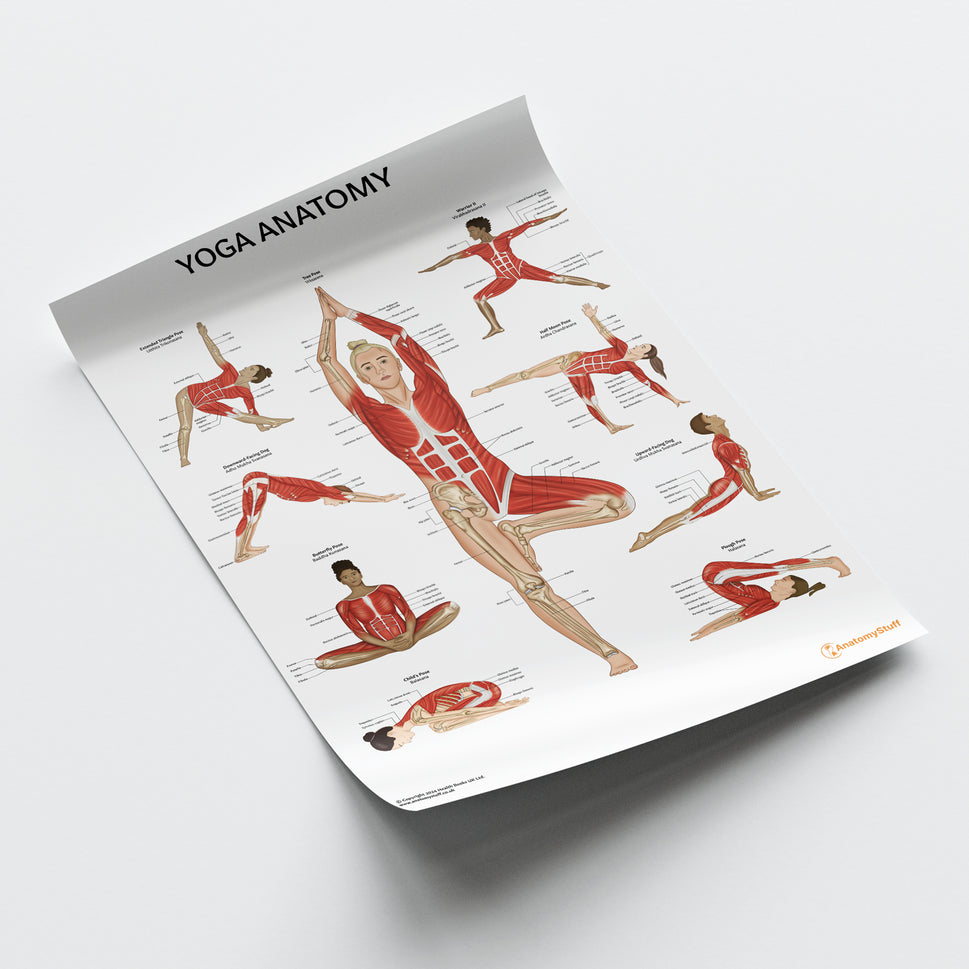 Yoga Anatomy Chart / Poster