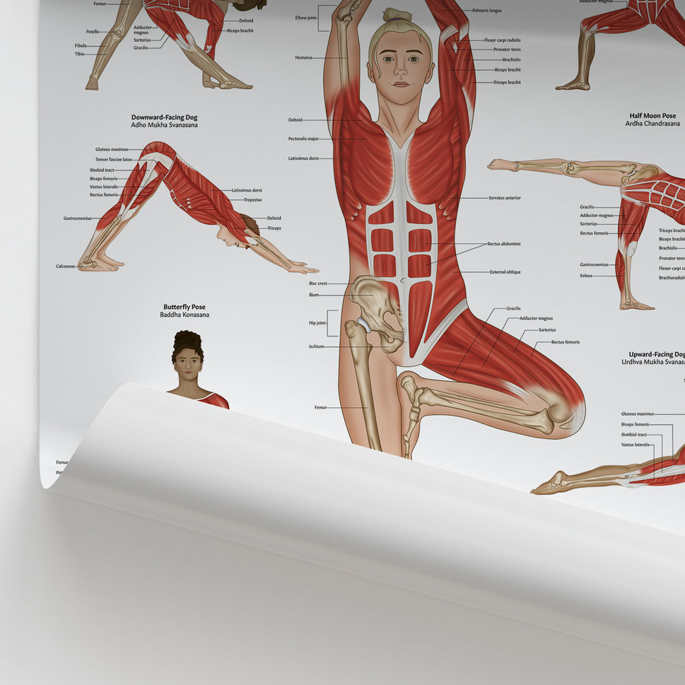 Yoga Anatomy Chart / Poster