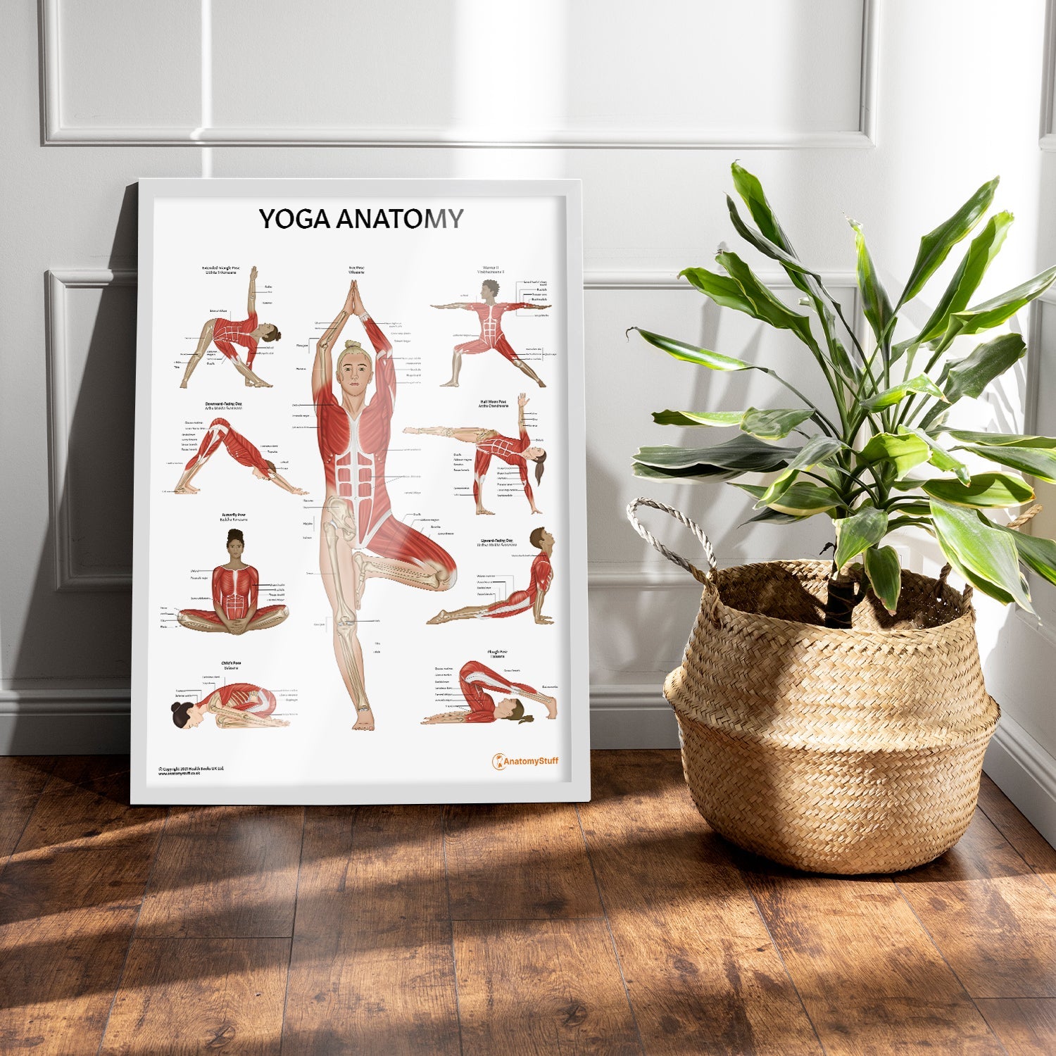 Yoga Anatomy Chart / Poster - Part of Collection