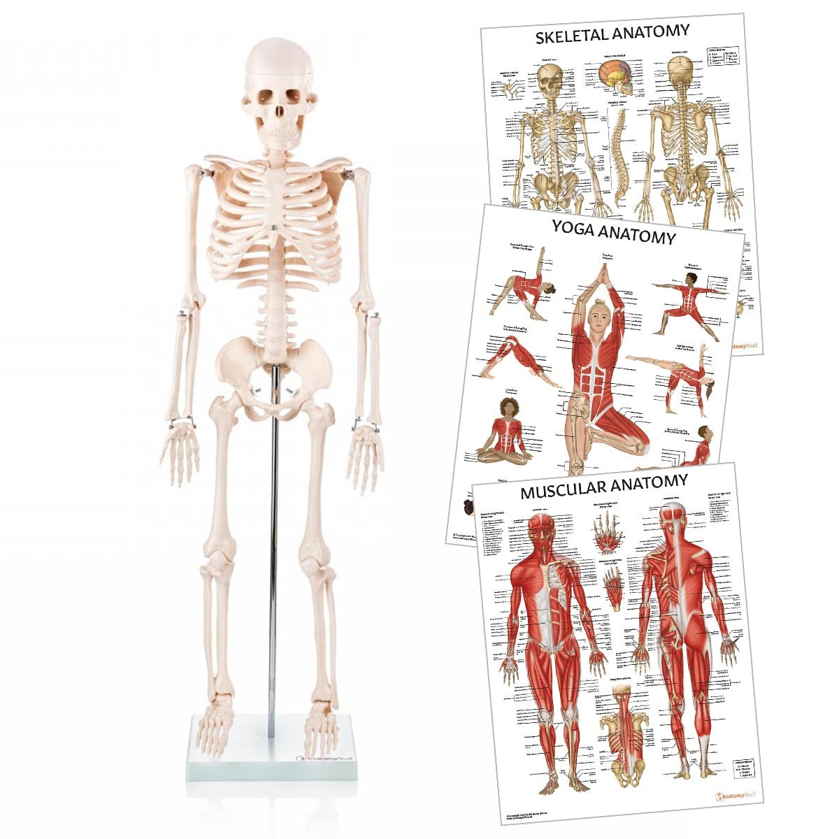 <strong>Yoga Anatomy Collection</strong>