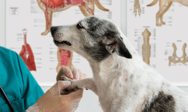 Canine Anatomy