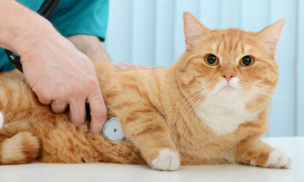 Feline Anatomy