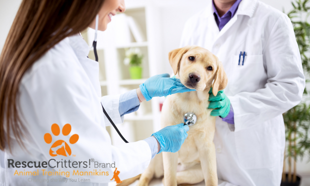 Rescue Critters Veterinary Training Manikins - Now Exclusively Available at AnatomyStuff!