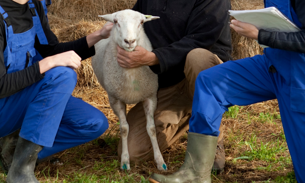 Sheep Anatomy