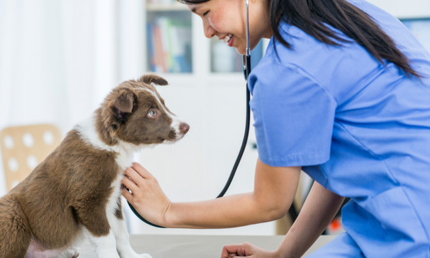 Realistic Veterinary Training Simulators for University Education