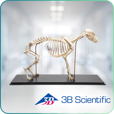 3B Scientific Veterinary