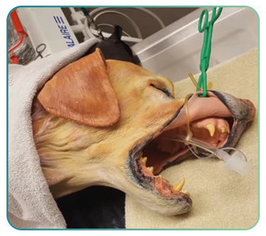 Veterinary Simulator Industries