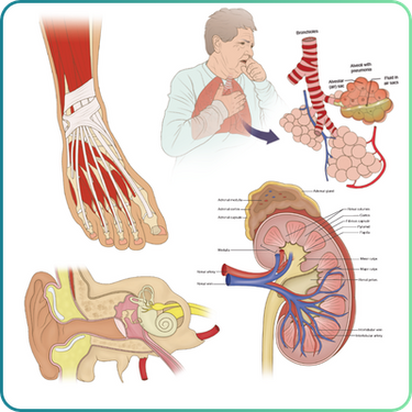 Human Anatomy Stock Images