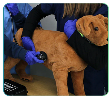 Realityworks Veterinary