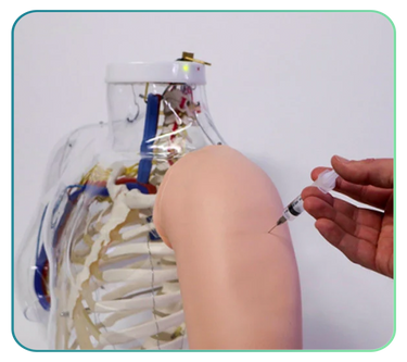 Clinical Skills Trainers